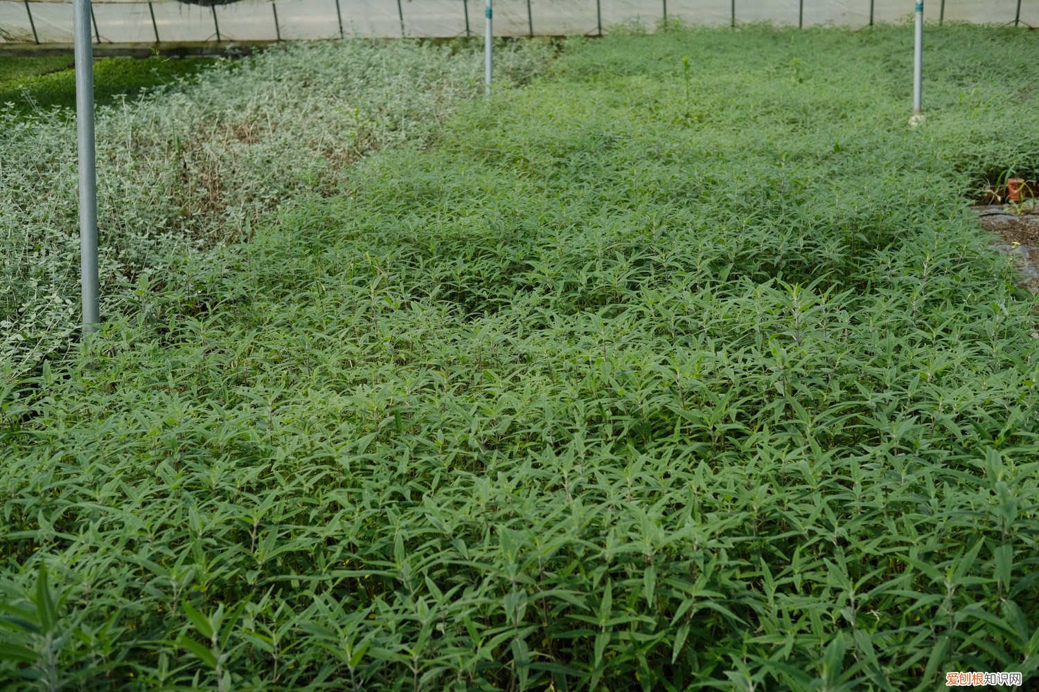 千屈菜什么时候开花,怎么养殖护理好 千屈菜什么时候开花，怎么养殖护理
