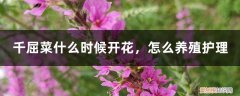 千屈菜什么时候开花,怎么养殖护理好 千屈菜什么时候开花，怎么养殖护理