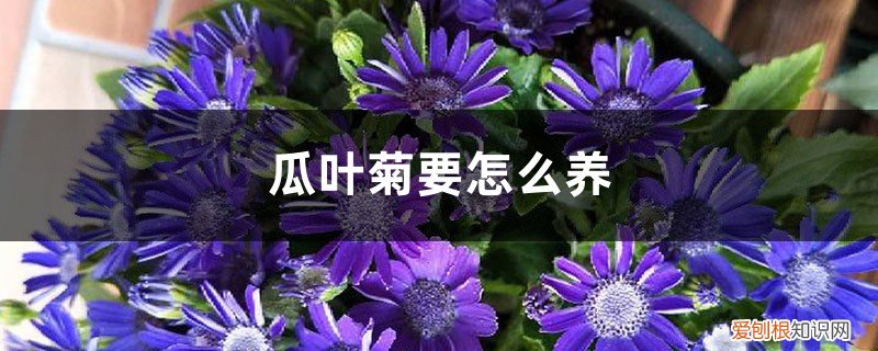 瓜叶菊要怎么养才好 瓜叶菊要怎么养