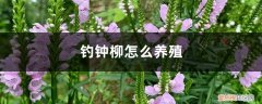 钓钟柳的种植方法 钓钟柳怎么养殖