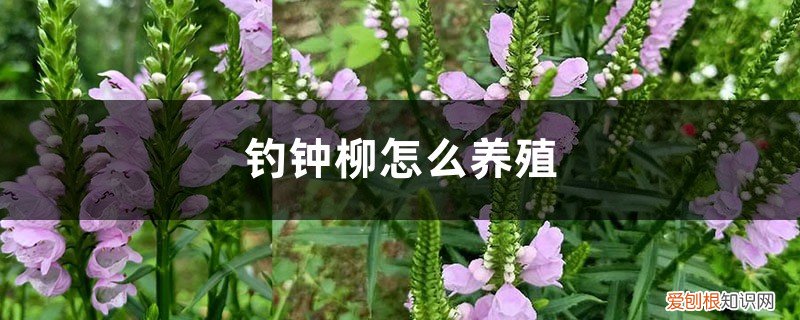 钓钟柳的种植方法 钓钟柳怎么养殖