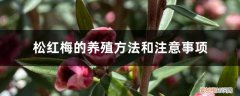 松红梅的养殖方法和注意事项盆 松红梅的养殖方法和注意事项