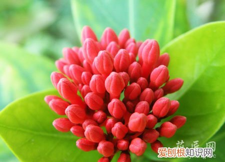 龙船花养殖方法视频 龙船花养殖方法