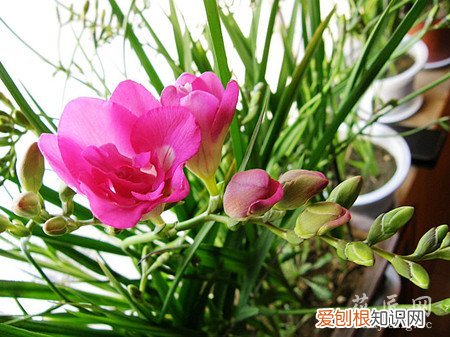 香雪兰的栽培方法 香雪兰的栽培技术