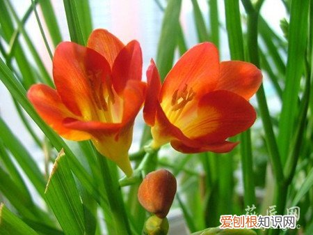 香雪兰的养殖方法与注意事项 香雪兰的养殖方法和注意事项有哪些？