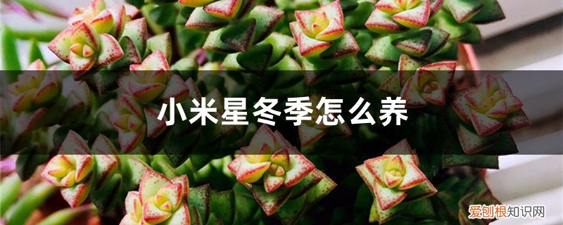 小米星的养殖方法和注意事项 小米星冬季怎么养