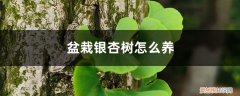 银杏树盆景怎么养 盆栽银杏树怎么养