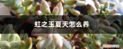 虹之玉夏天可以浇水吗 虹之玉夏天怎么养