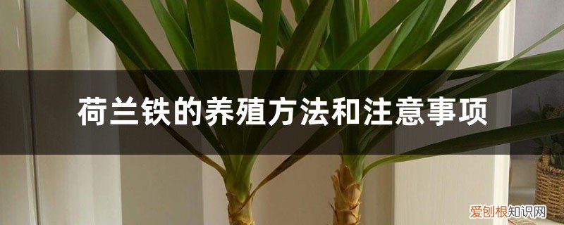荷兰铁怎么养 荷兰铁的养殖方法和注意事项