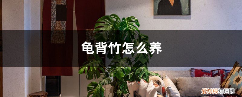 龟背竹怎么养得粗壮 龟背竹怎么养