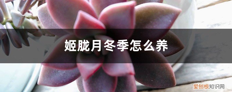 姬胧月如何养 姬胧月冬季怎么养