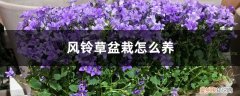 风铃草怎样种植 风铃草盆栽怎么养