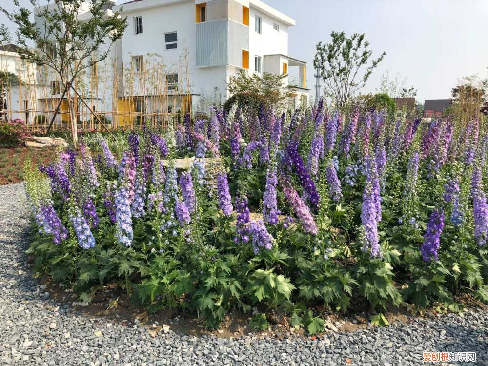 翠雀的种植方法 翠雀怎么养殖