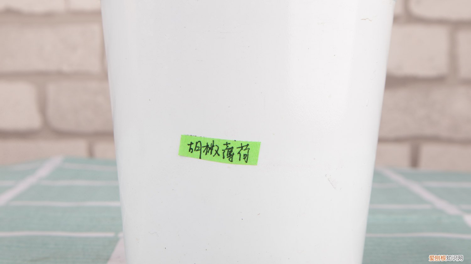 胡椒薄荷怎么养
