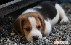 幼犬拉稀带血怎么办 幼犬拉稀带血的解决办法