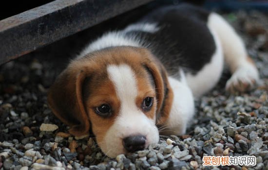 幼犬拉稀带血怎么办 幼犬拉稀带血的解决办法