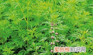 益母草的作用及功效图片 益母草的作用及功效