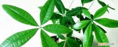 氮肥适合哪些花卉 常见的氮肥有哪些，适合哪些植物