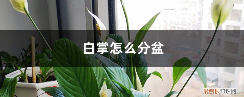 水培的白掌怎么分盆 白掌怎么分盆