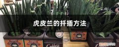 虎皮兰的扦插方法,什么季节插比较好 虎皮兰的扦插方法，什么季节插