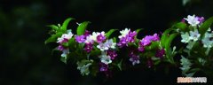 海仙花的养殖方法和注意事项 海仙花怎么繁殖