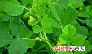 兔子吃苜蓿草的功效与作用 苜蓿草的功效与作用