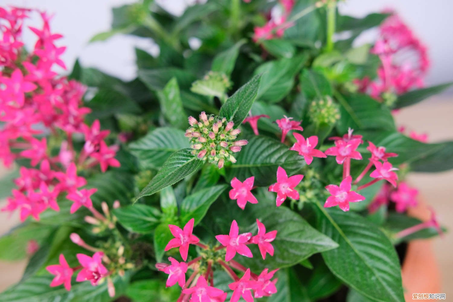 五星花品种 五星花怎么种