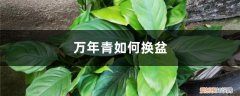 万年青如何换盆视频 万年青如何换盆
