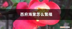 西府海棠繁殖方法和注意事项 西府海棠怎么繁殖