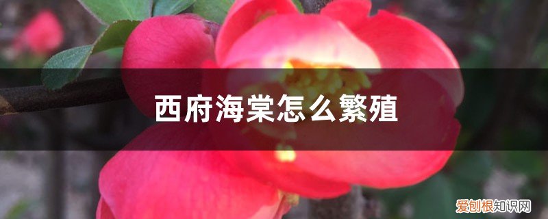 西府海棠繁殖方法和注意事项 西府海棠怎么繁殖