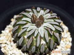 多肉植物玉扇的繁殖方法 玉扇花的养殖方法