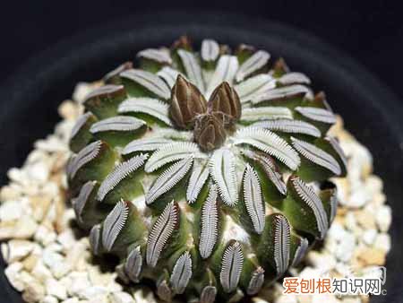 多肉植物玉扇的繁殖方法 玉扇花的养殖方法