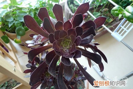 法师品种大全 黑法师品种分类详细介绍