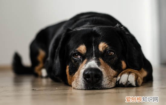 狗喝自己的尿怎么办 狗喝自己的尿解决办法