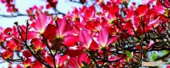 四照花如何养殖和管理 四照花如何养殖