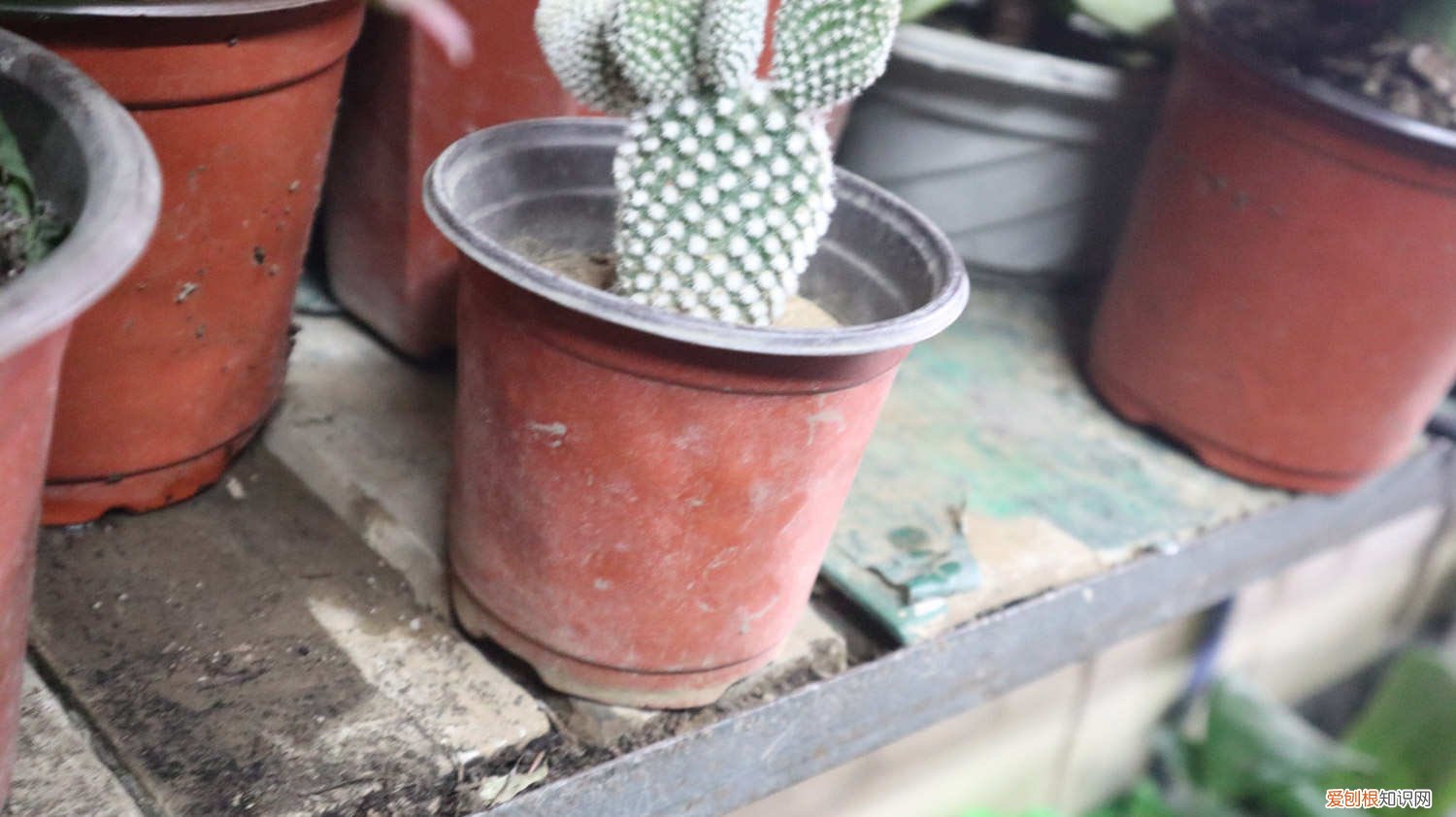 仙人掌多久开一次花 仙人掌多久开一次
