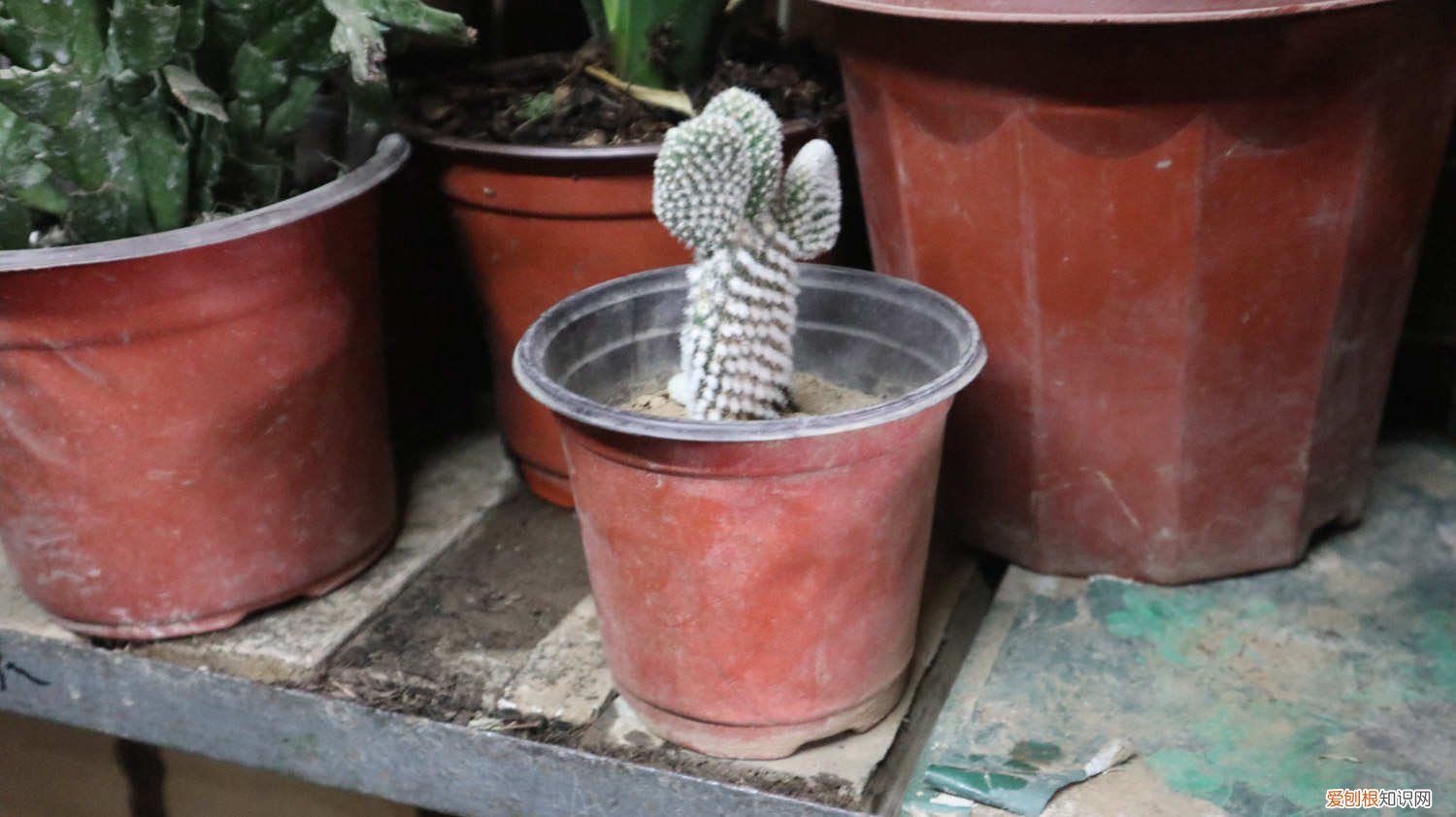 仙人掌多久开一次花 仙人掌多久开一次