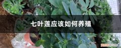七叶莲养殖方法和注意事项 七叶莲应该如何养殖