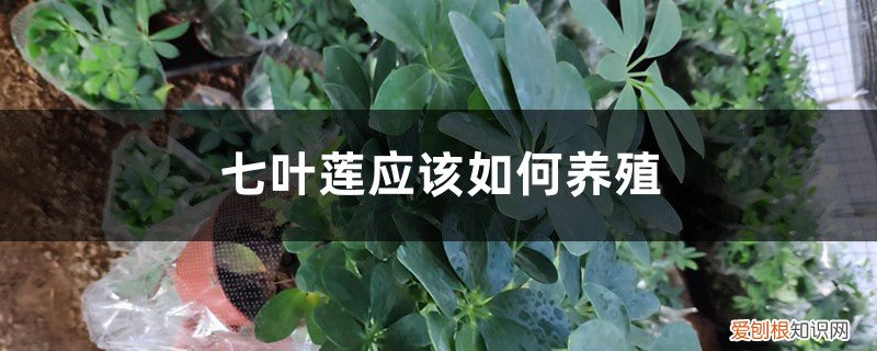 七叶莲养殖方法和注意事项 七叶莲应该如何养殖