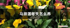 马蹄莲怎么过冬天 马蹄莲冬天怎么养