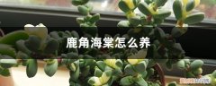 鹿角海棠怎么养才能开花 鹿角海棠怎么养