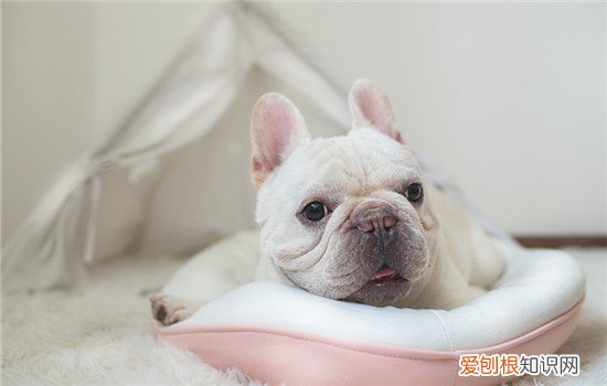 狗狗反胃吐白沫怎么办 狗狗反胃吐白沫解决办法