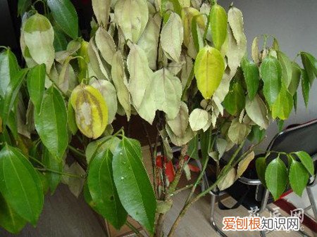 平安树叶子下垂干枯是什么原因,怎么补救 平安树叶子下垂、干枯应该怎么办？