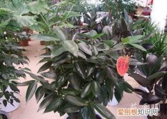 平安树的修剪方法和注意事项 平安树的修剪方法有哪些？