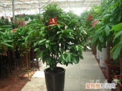 平安树的作用和特点 平安树的作用