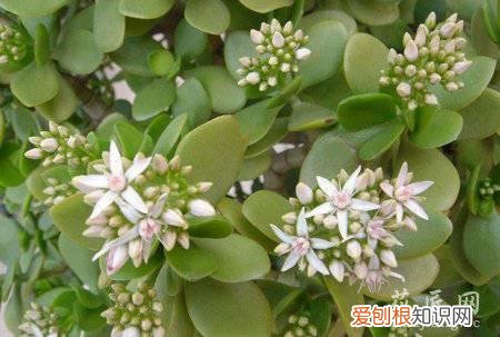 燕子掌的栽培方法 如何控制燕子掌的开花技巧