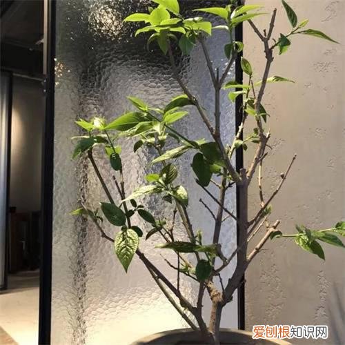 不影响采光的隐私玻璃有哪些,隐私玻璃影响视线