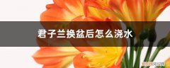 君子兰换盆后怎么浇水最好 君子兰换盆后怎么浇水