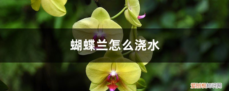 蝴蝶兰怎么浇水视频 蝴蝶兰怎么浇水