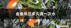 金鱼吊兰几天浇一次水怎么养 金鱼吊兰多久浇一次水